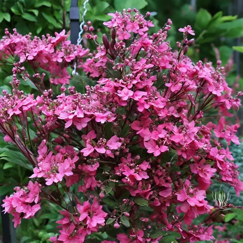 Silene pendula 'Sibella Carmine'