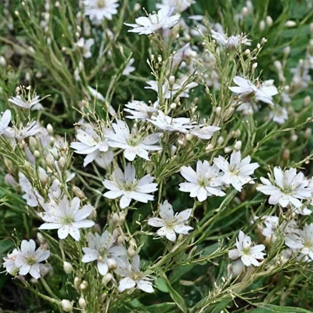 Gypsophila repens 'Silver Carpet'