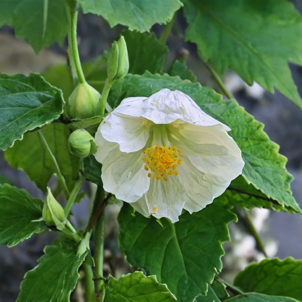 Abutilon x hybridum 'White King'