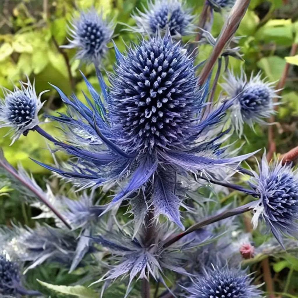 Eryngium planum 'Blue Jackpot'