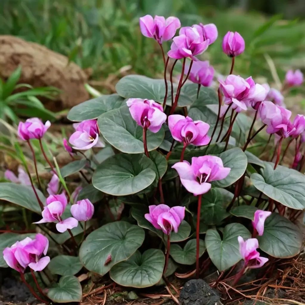 Cyclamen coum