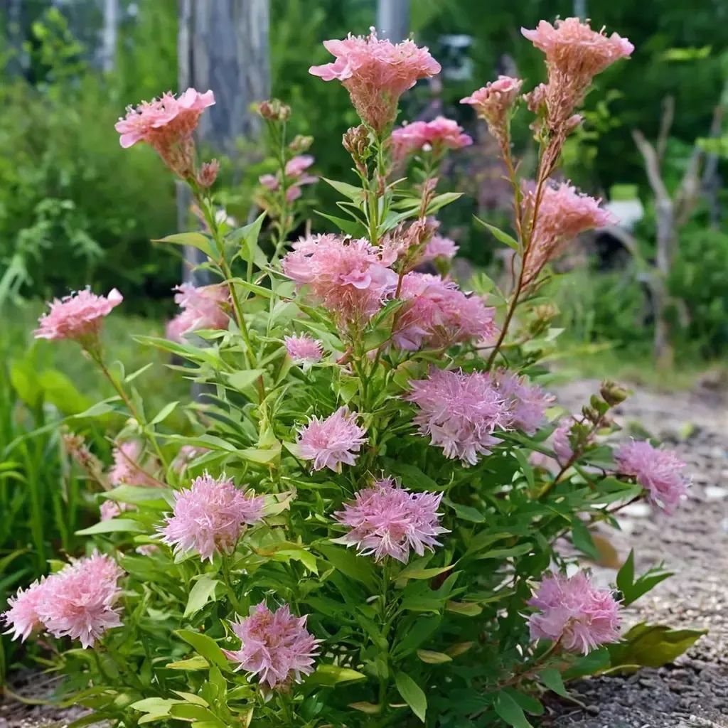 Filipendula rubra