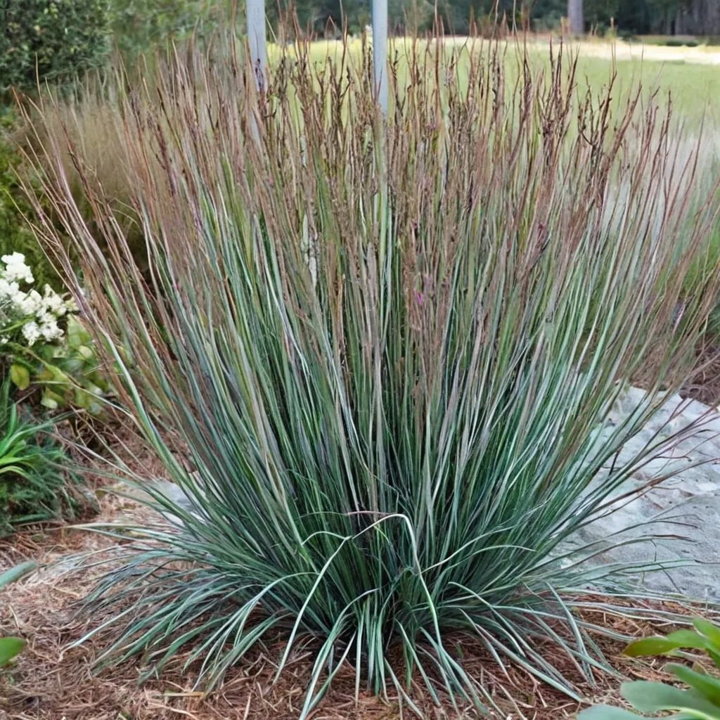 Schizachyrium scoparium 'Blue Heaven'