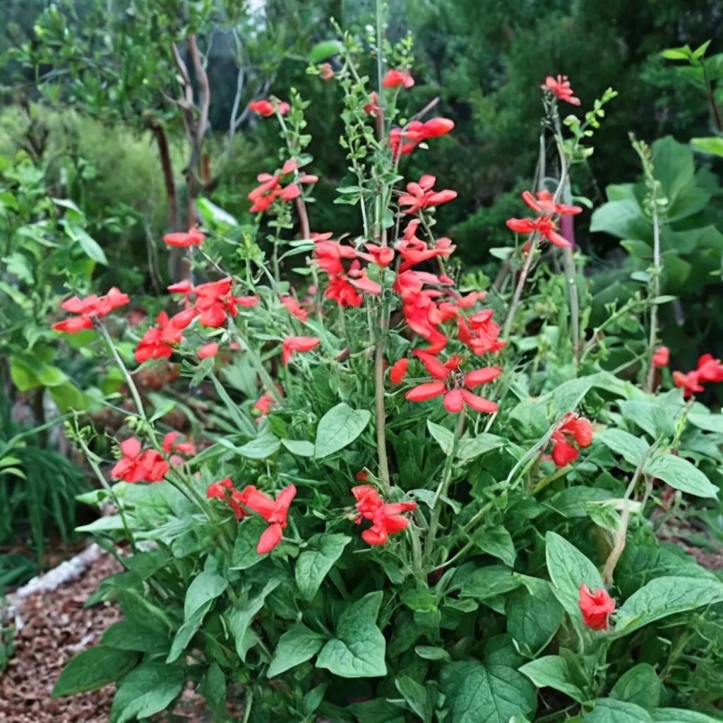 Salvia darcyi