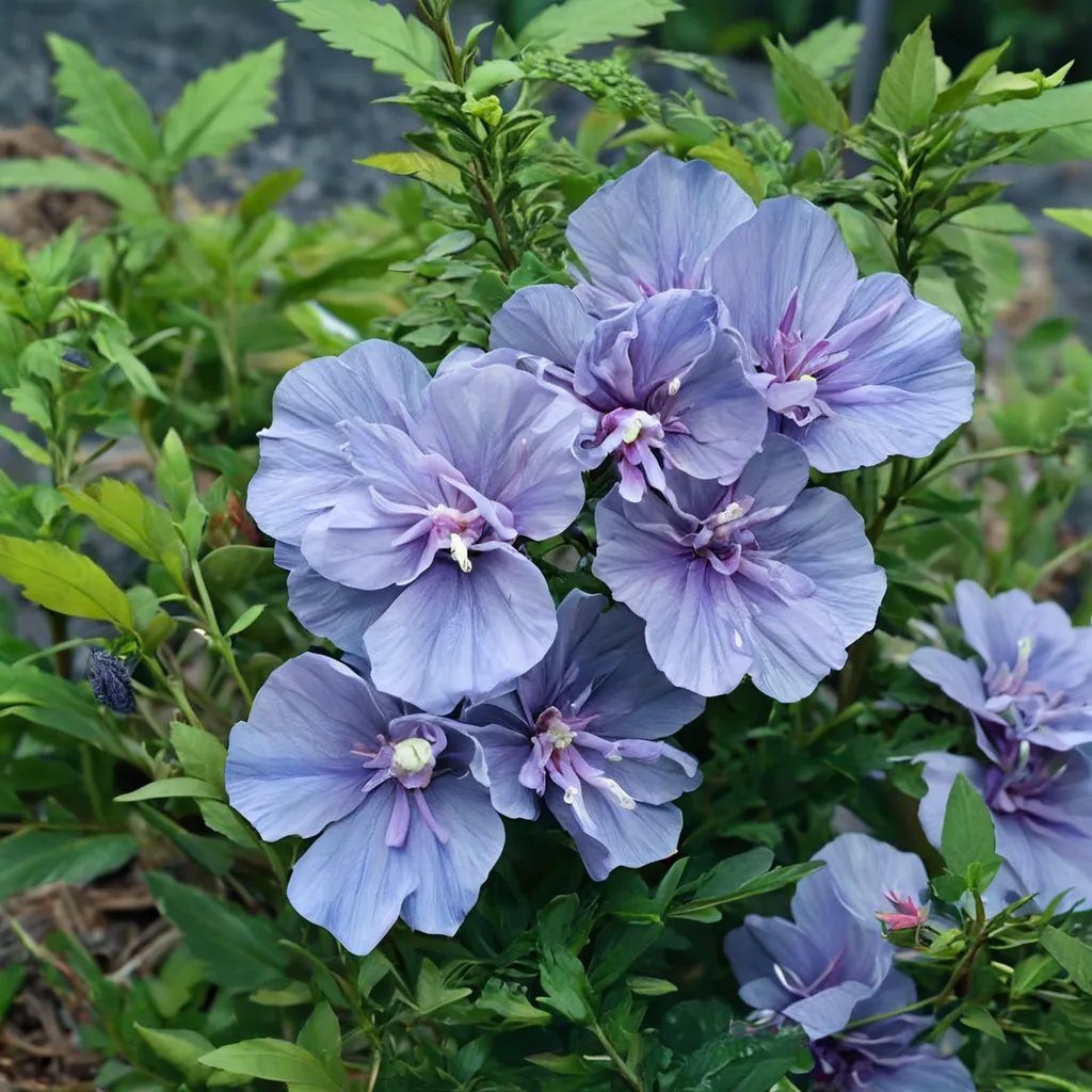 Hibiscus syriacus 'Blue Chiffon'