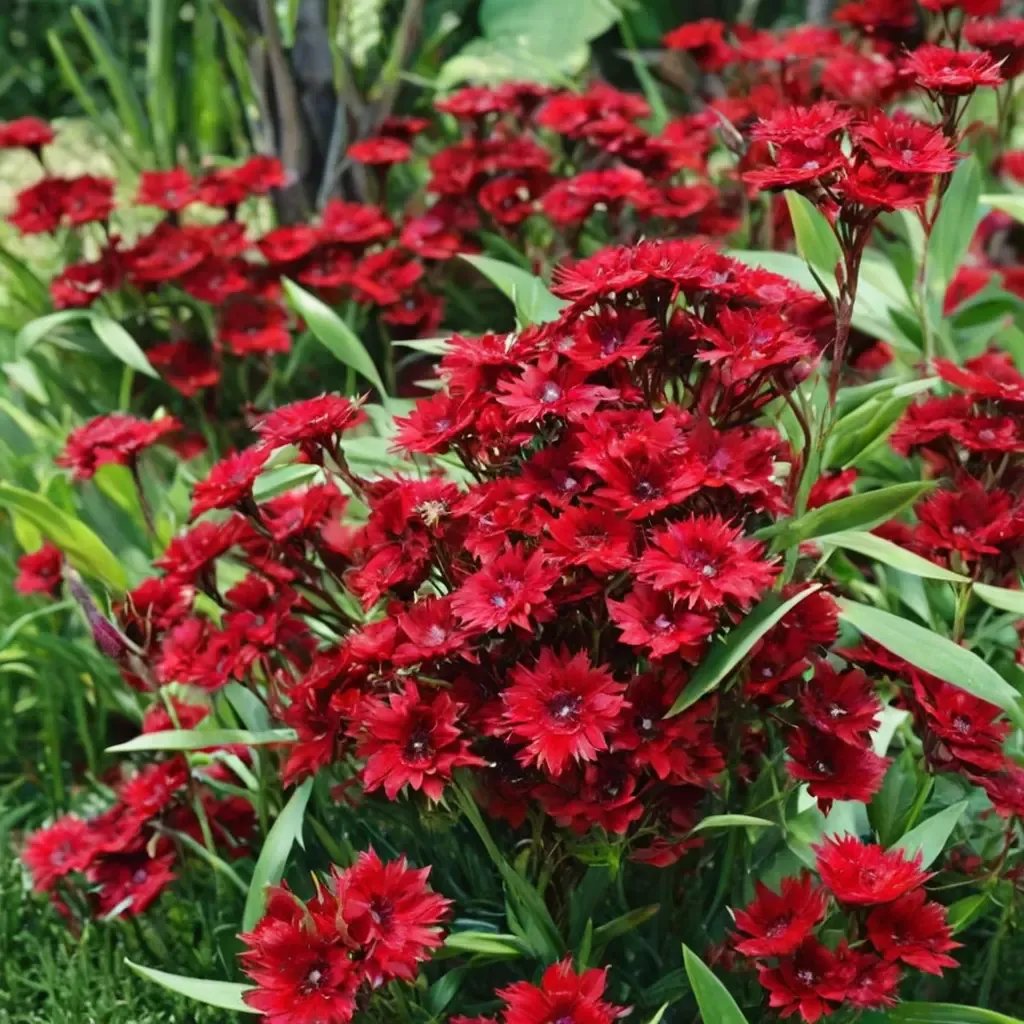 Dianthus chinensis 'Rockin' Red'