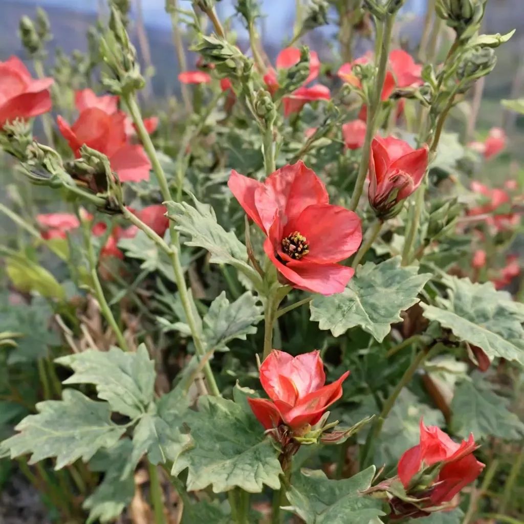 Sphaeralcea parvifolia 'Newleaze Coral'