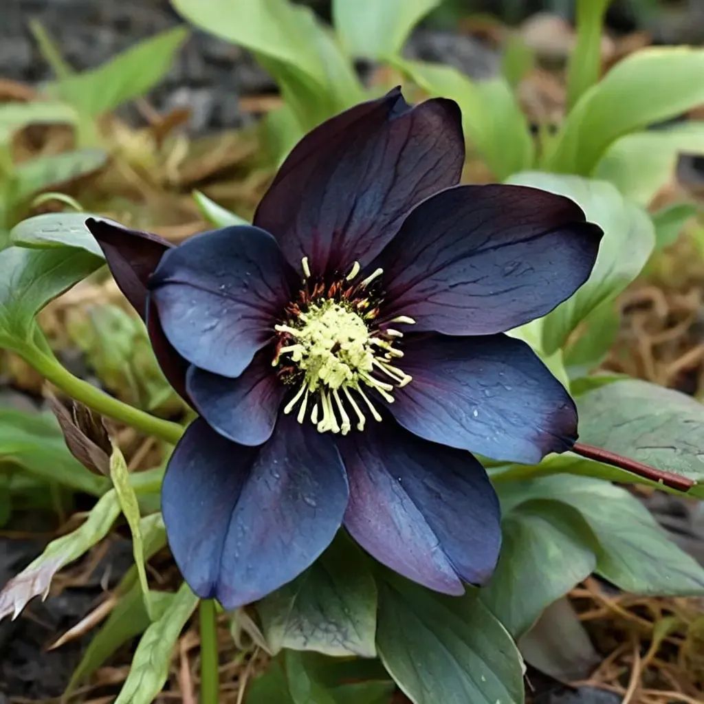 Helleborus x hybrida 'Black Diamond'