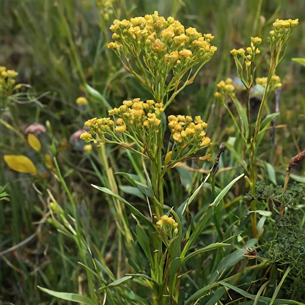 Solidago ohioensis