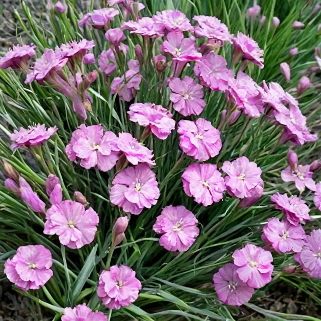 Dianthus caryophyllus 'Tiny Rubies'