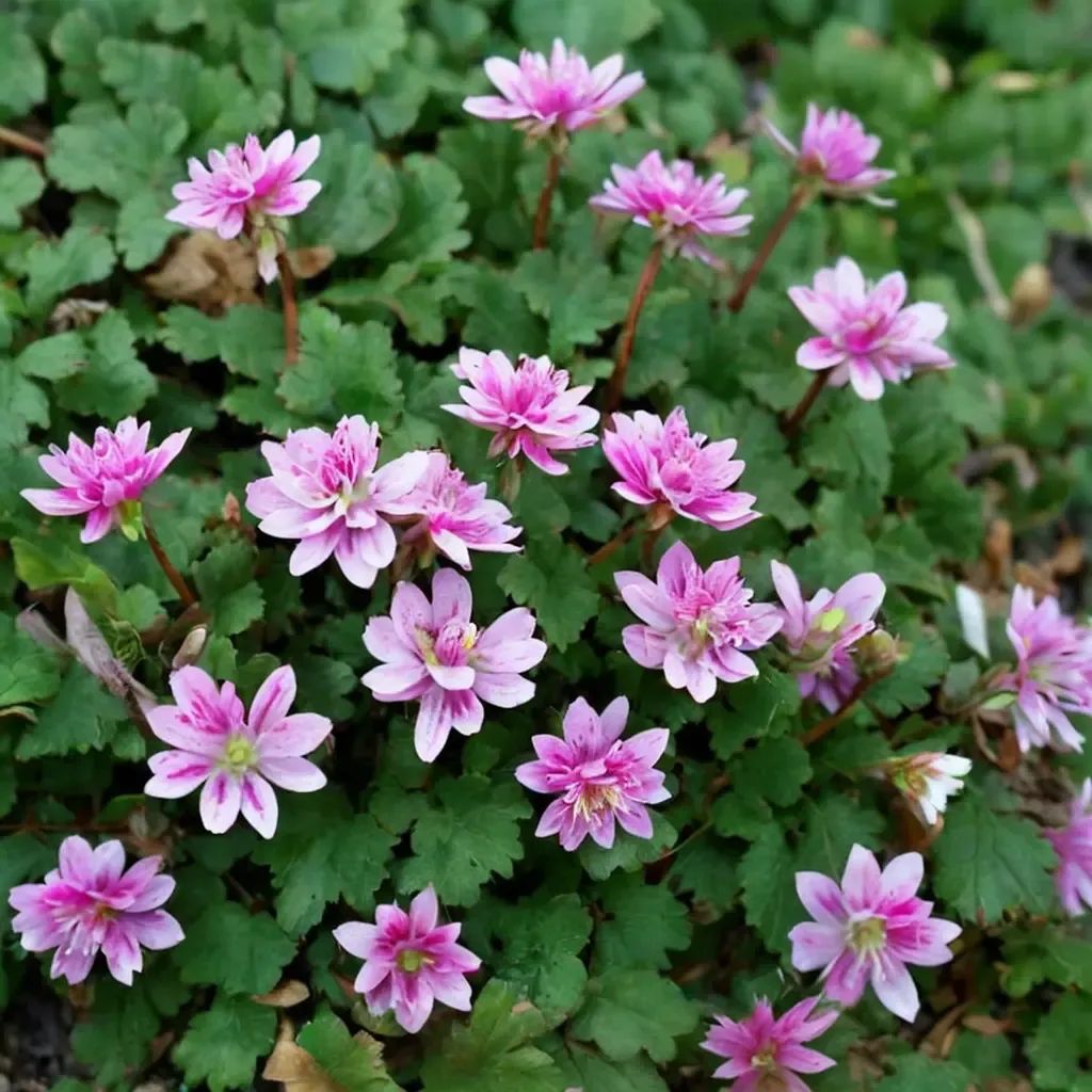 Erodium reichardii 'Flore Pleno'