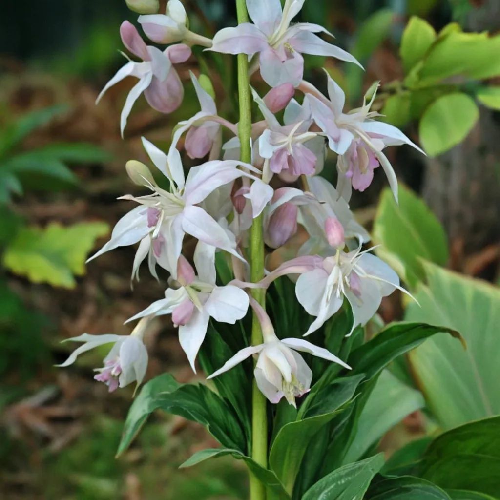 Calanthe aristulifera