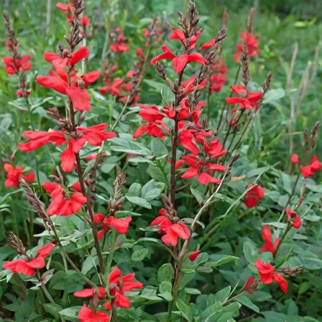 Salvia x darcyi