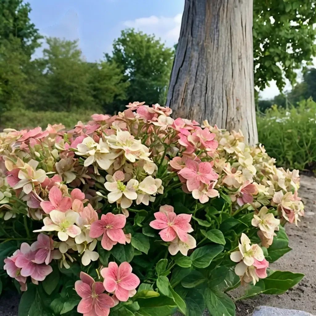 Hydrangea macrophylla 'Magical Candle'