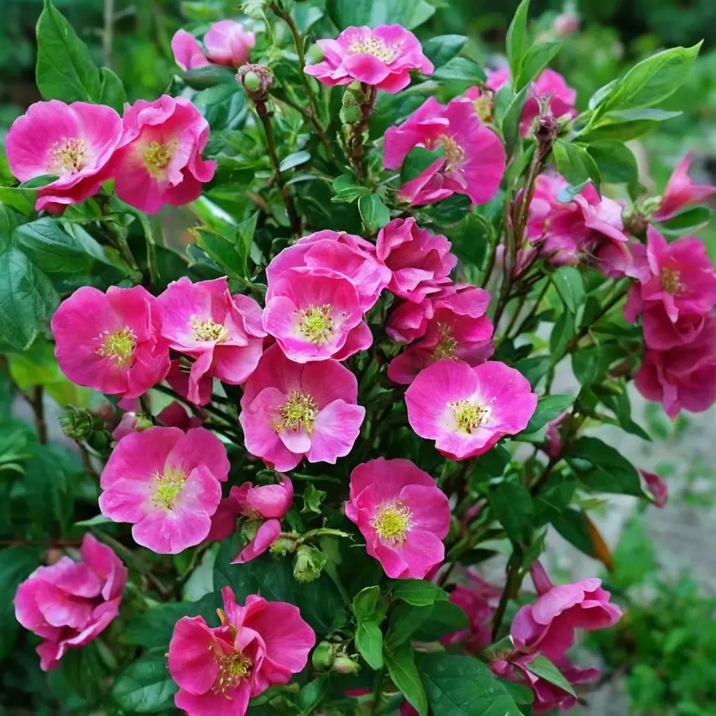 Rosa virginiana 'American Pillar'