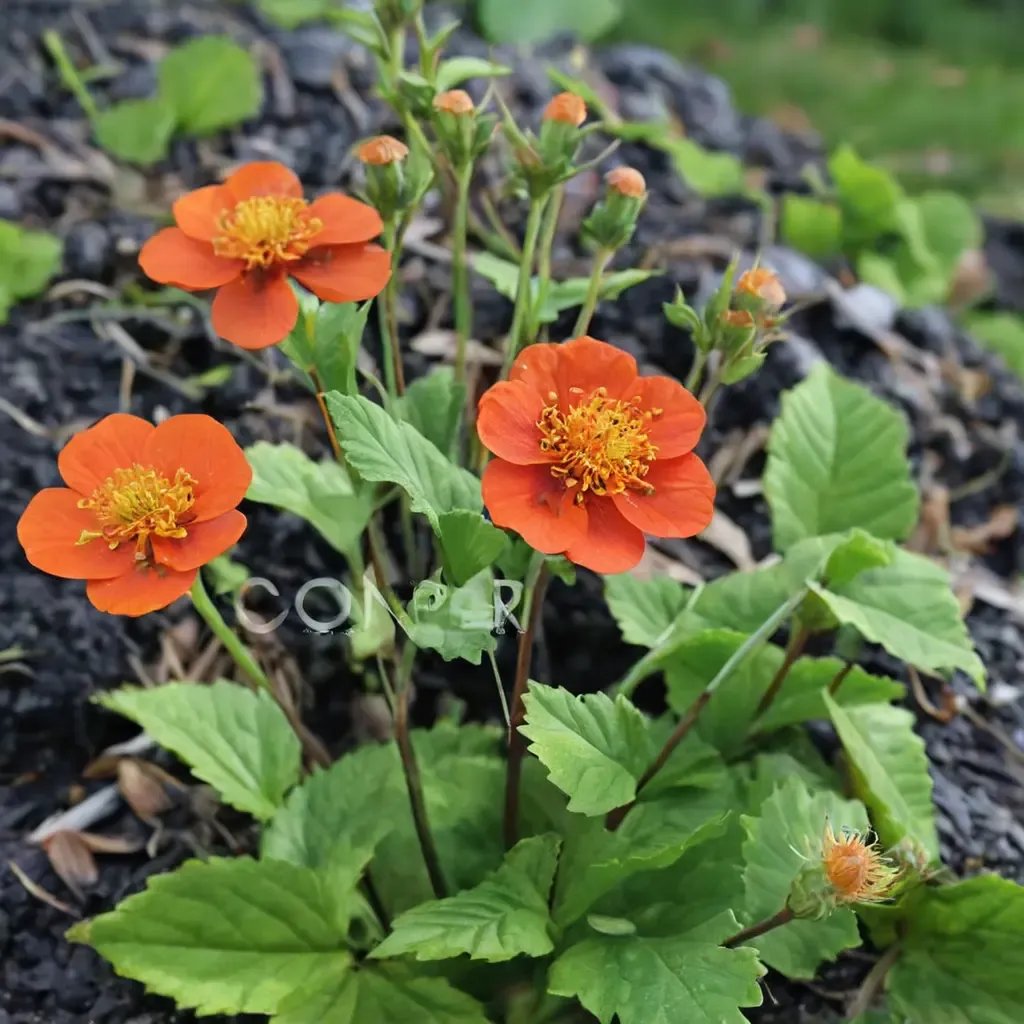 Geum coccineum 'Koi'