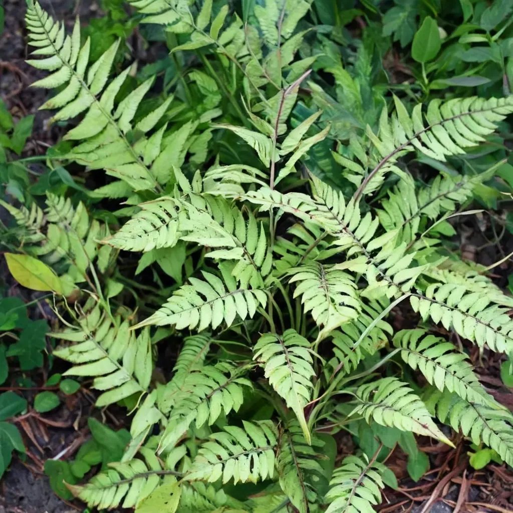 Athyrium otophorum 'Okanum'