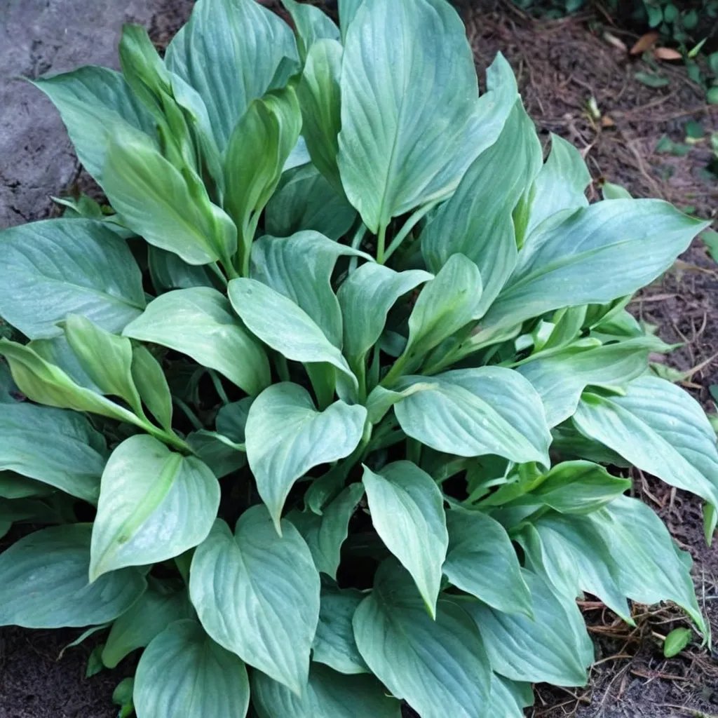Hosta x hybrida 'Lederhosen'
