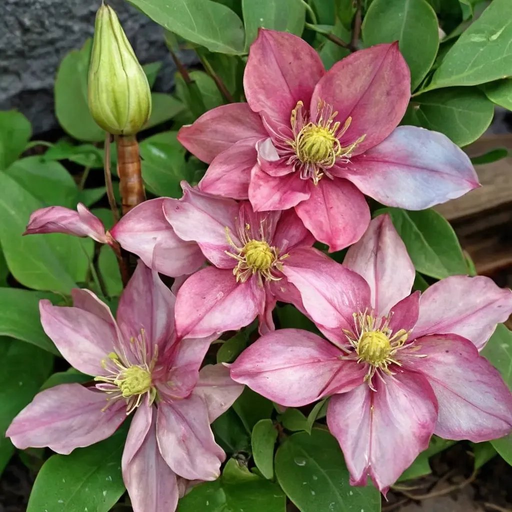 Clematis viticella 'Little Mermaid'