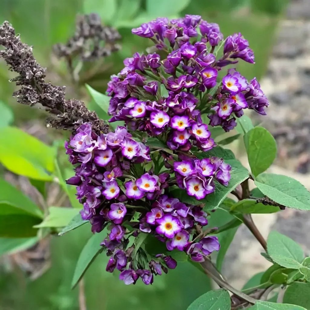 Buddleja davidii 'Polka Dot'