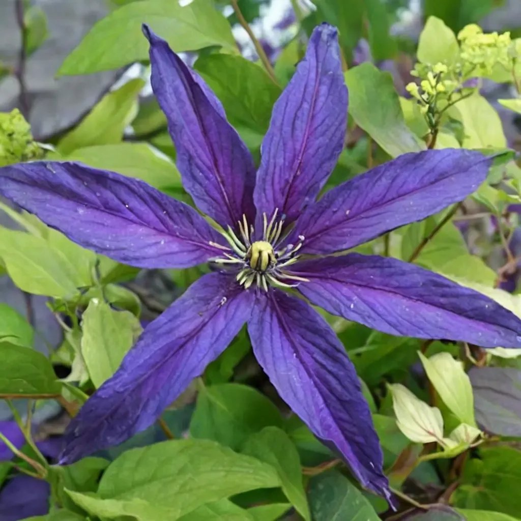 Clematis x jackmanii 'Rhapsody'