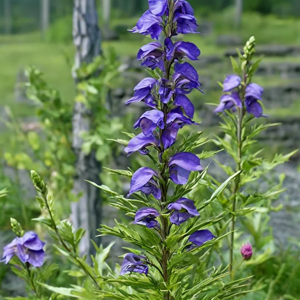 Aconitum napellus