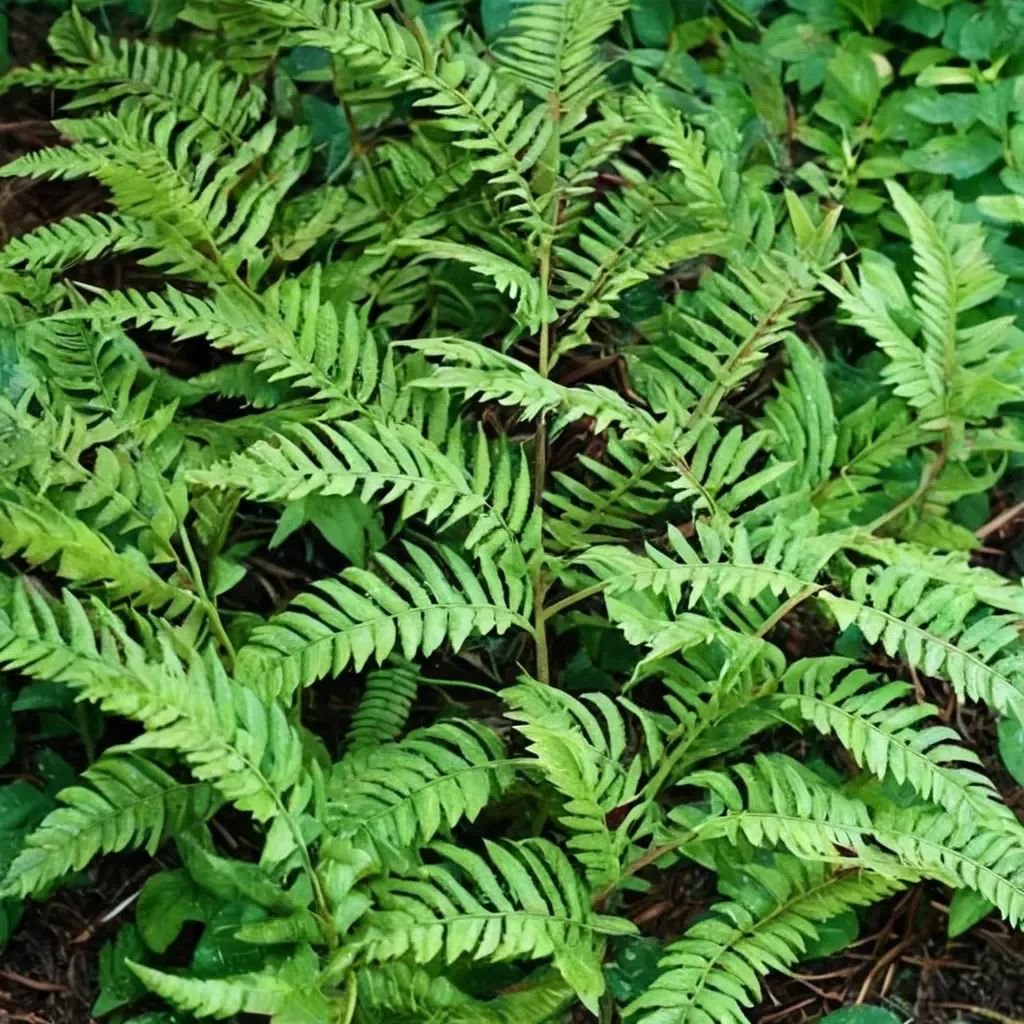 Polystichum polyblepharum