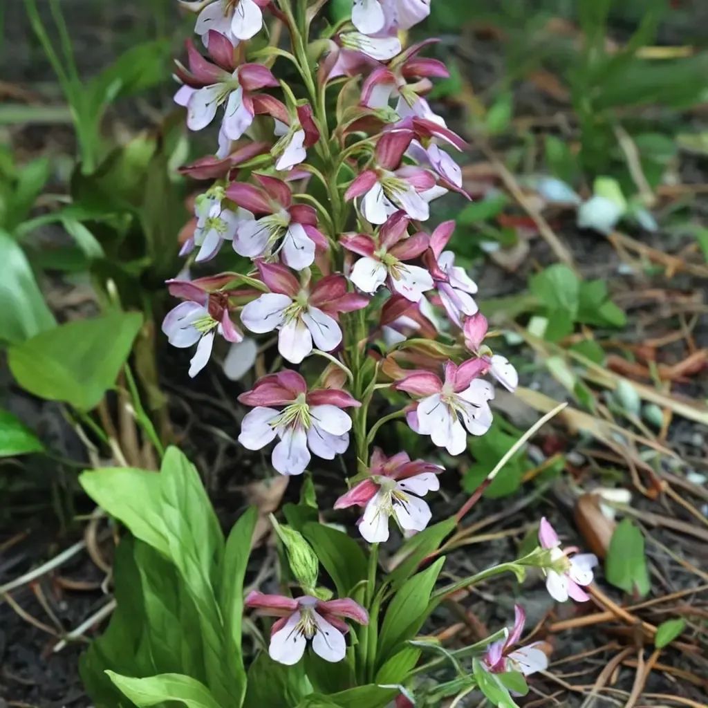 Calanthe waterfallii 'Kozu Spice'