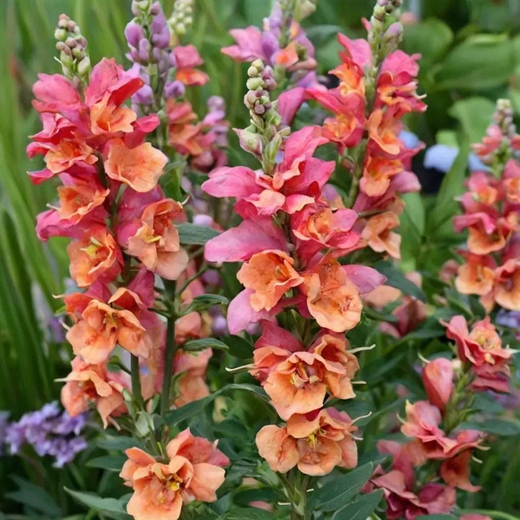 Antirrhinum majus 'Double Azalea Bronze'