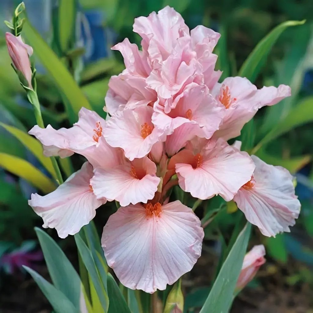 Iris x germanica 'Lenora Pearl'