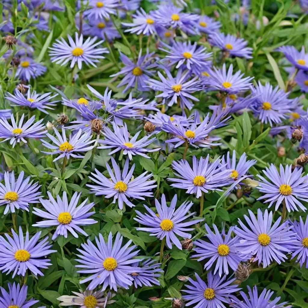Aster x frikartii