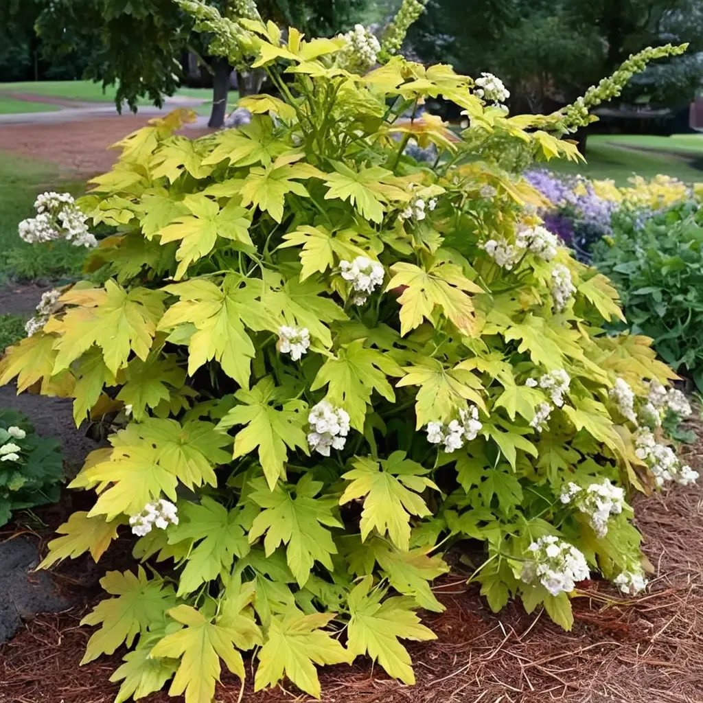 Hydrangea quercifolia 'Little Honey'