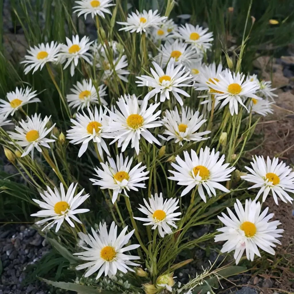 Leucanthemum vulgare 'Crazy Daisy'