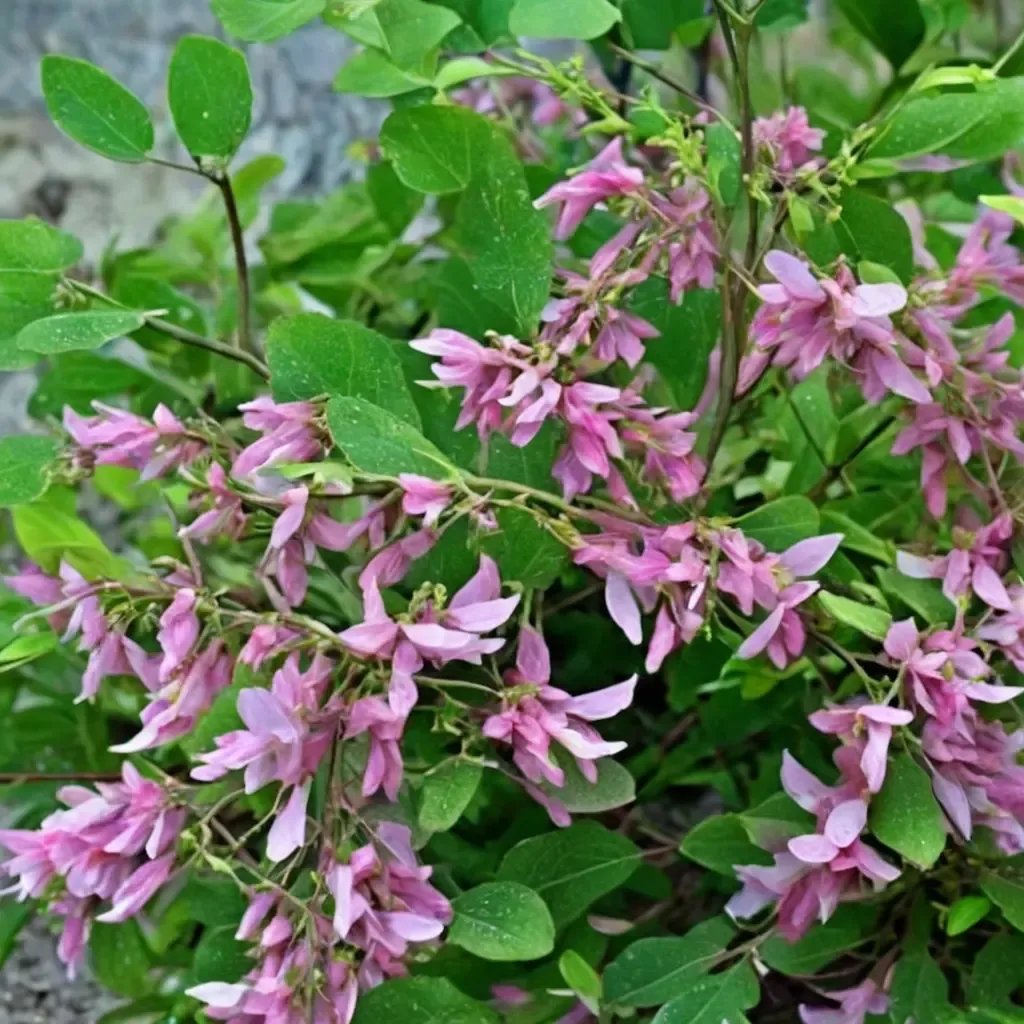 Indigofera kirilowii 'Christo'