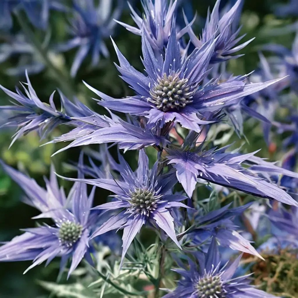 Eryngium bourgatii 'Picos Amethyst'