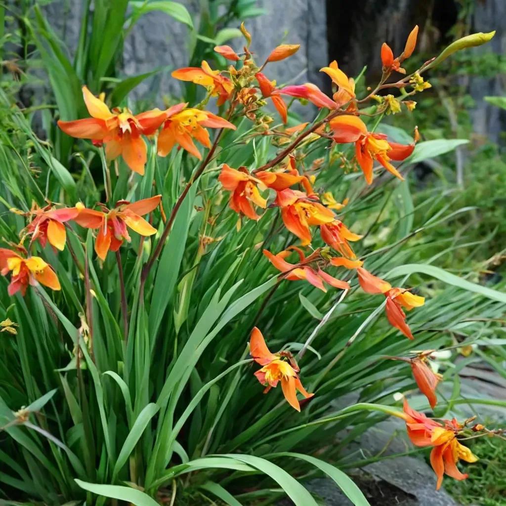 Montbretia