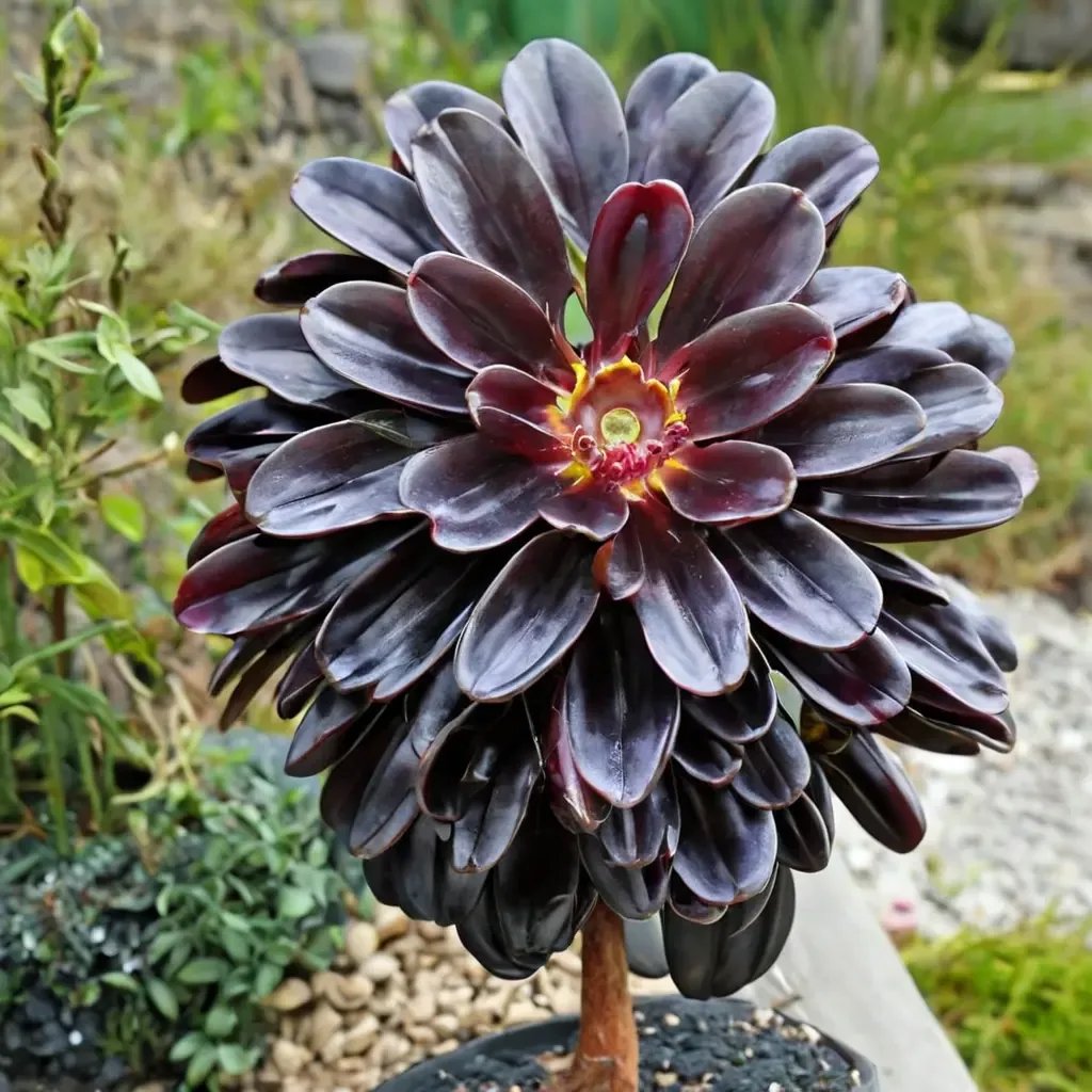 Aeonium arboreum 'Zwartkop'