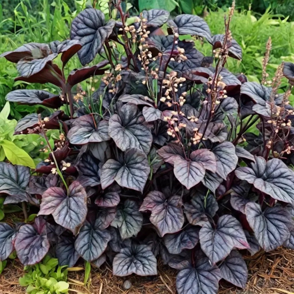 Heuchera x brizoides 'Grape Expectations'