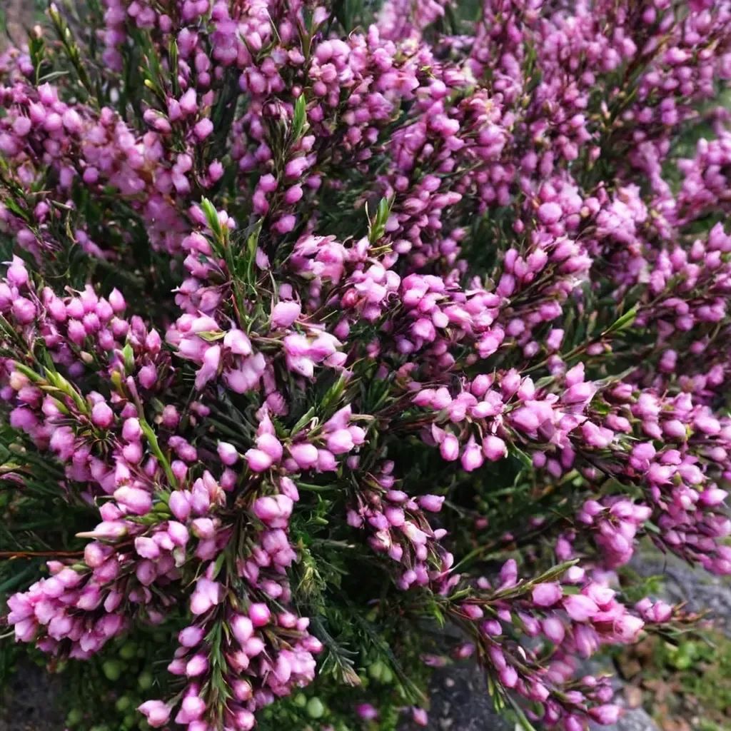 Erica x hybrida