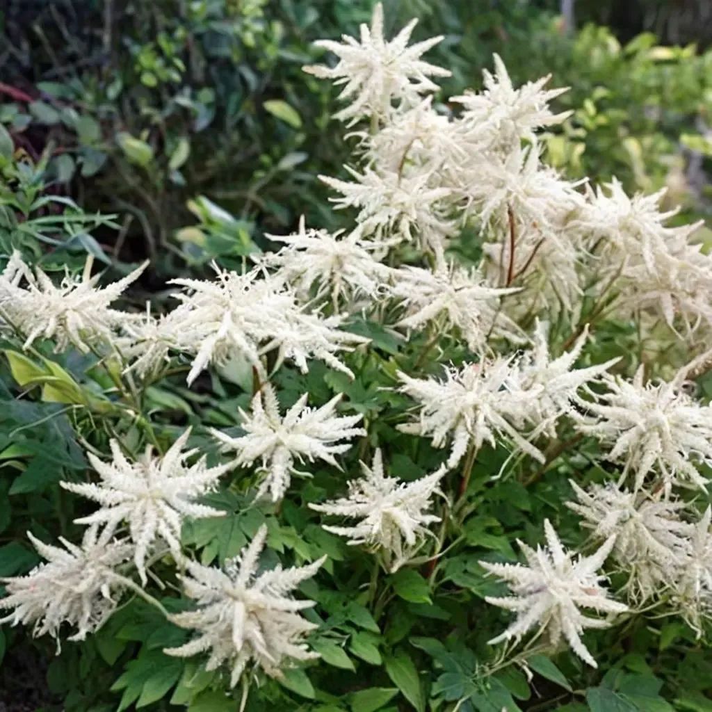 Aruncus dioicus 'Noble Spirit'