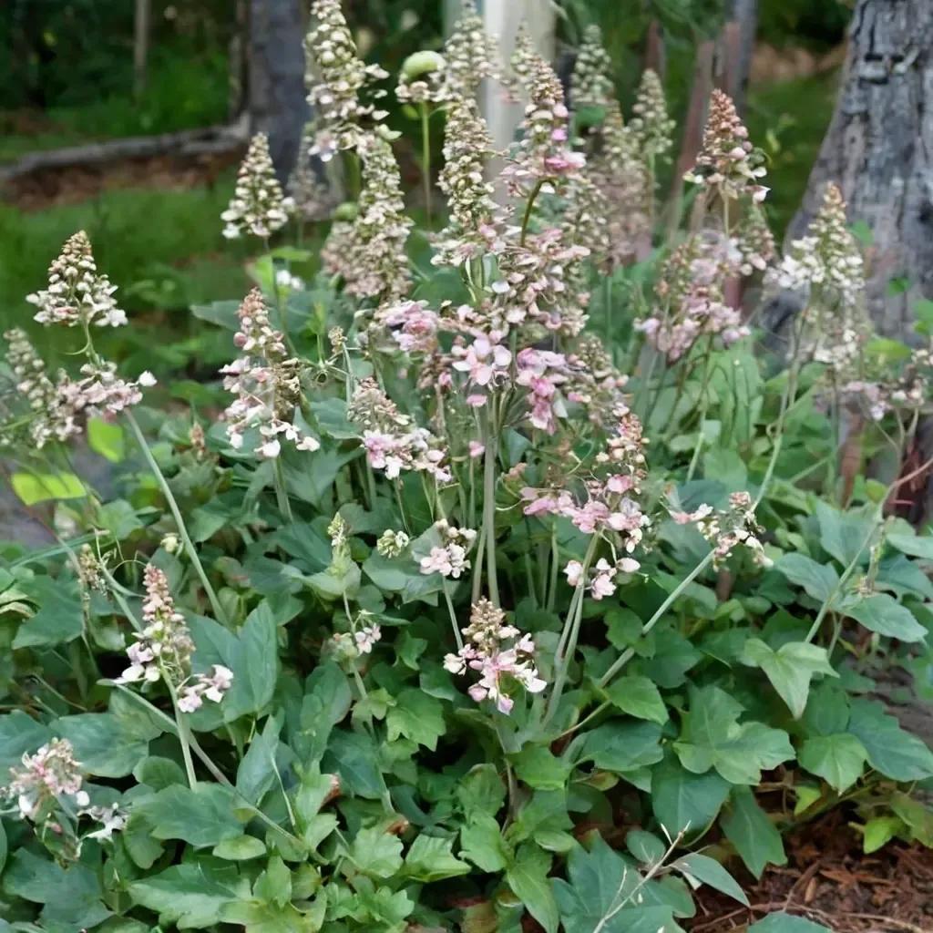 Giant Alumroot