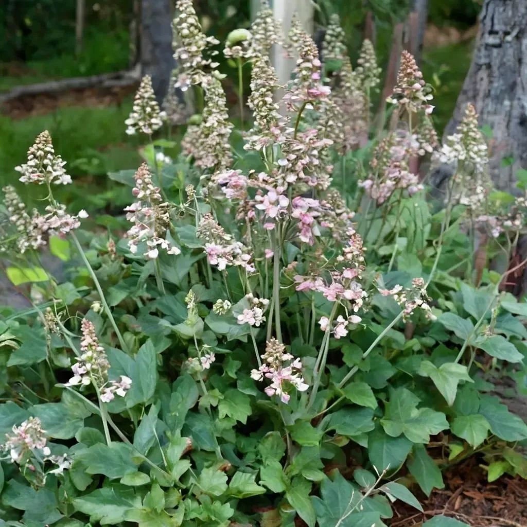 Heuchera maxima