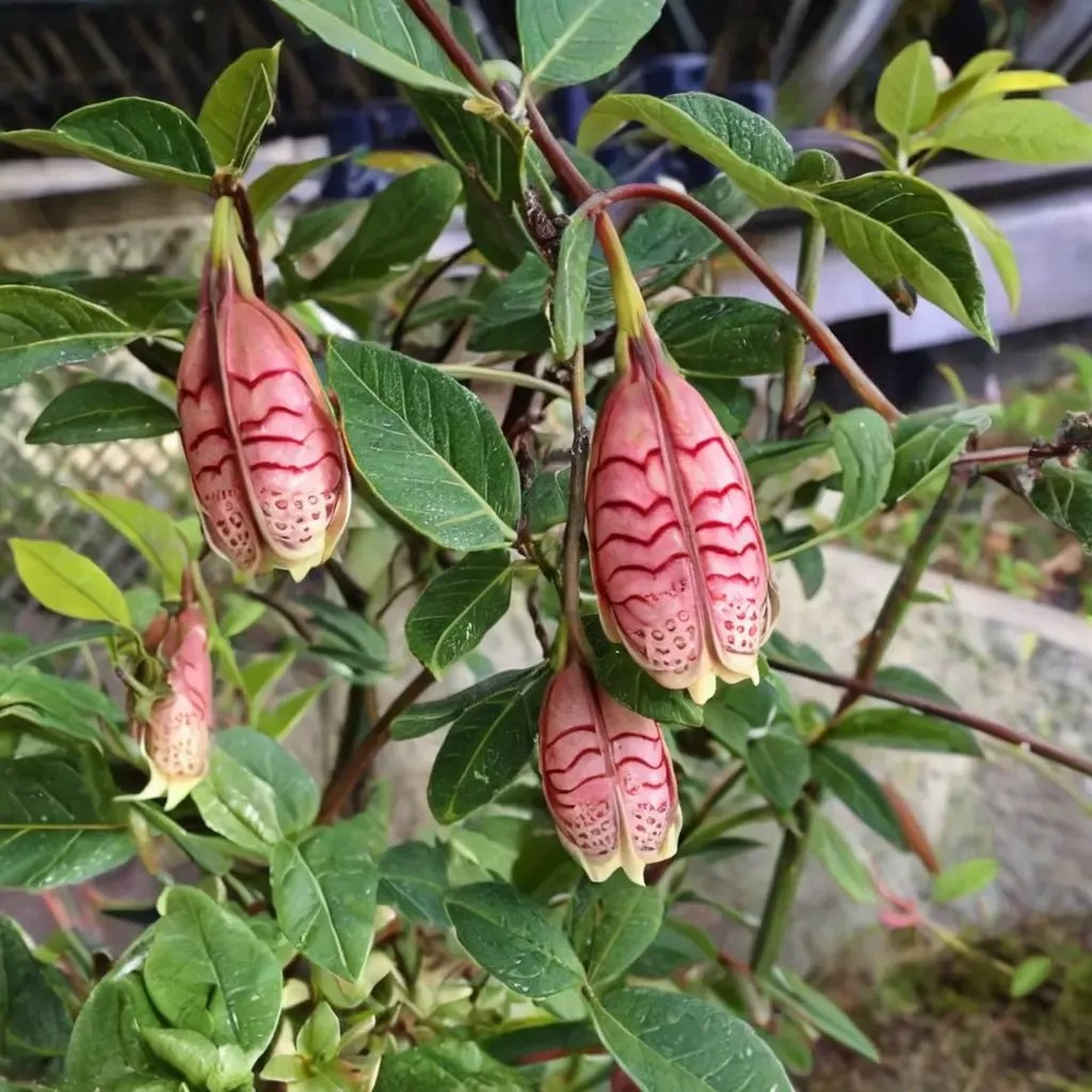 Agapetes serpens 'Ludgvan Cross'
