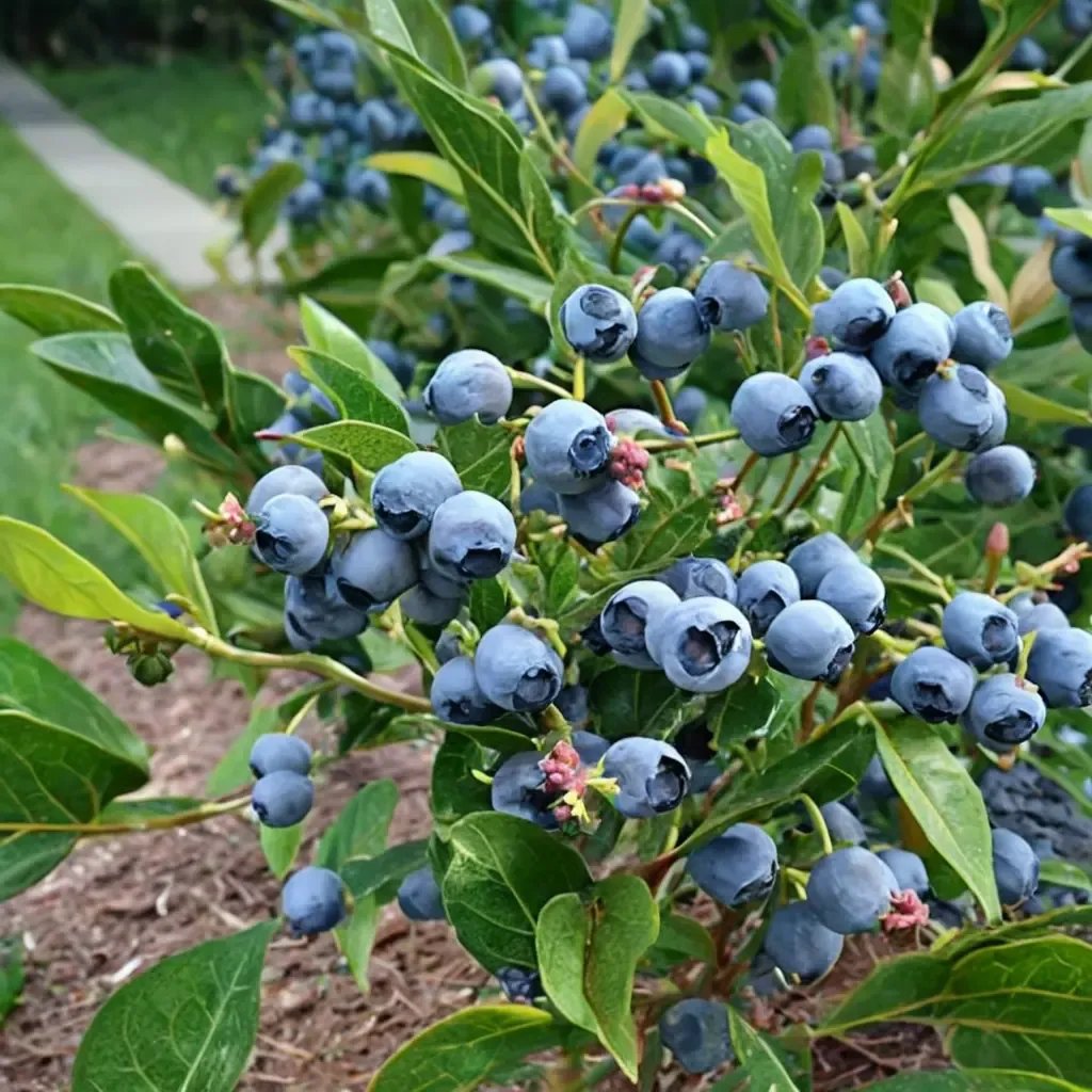 Vaccinium corymbosum 'Patriot'