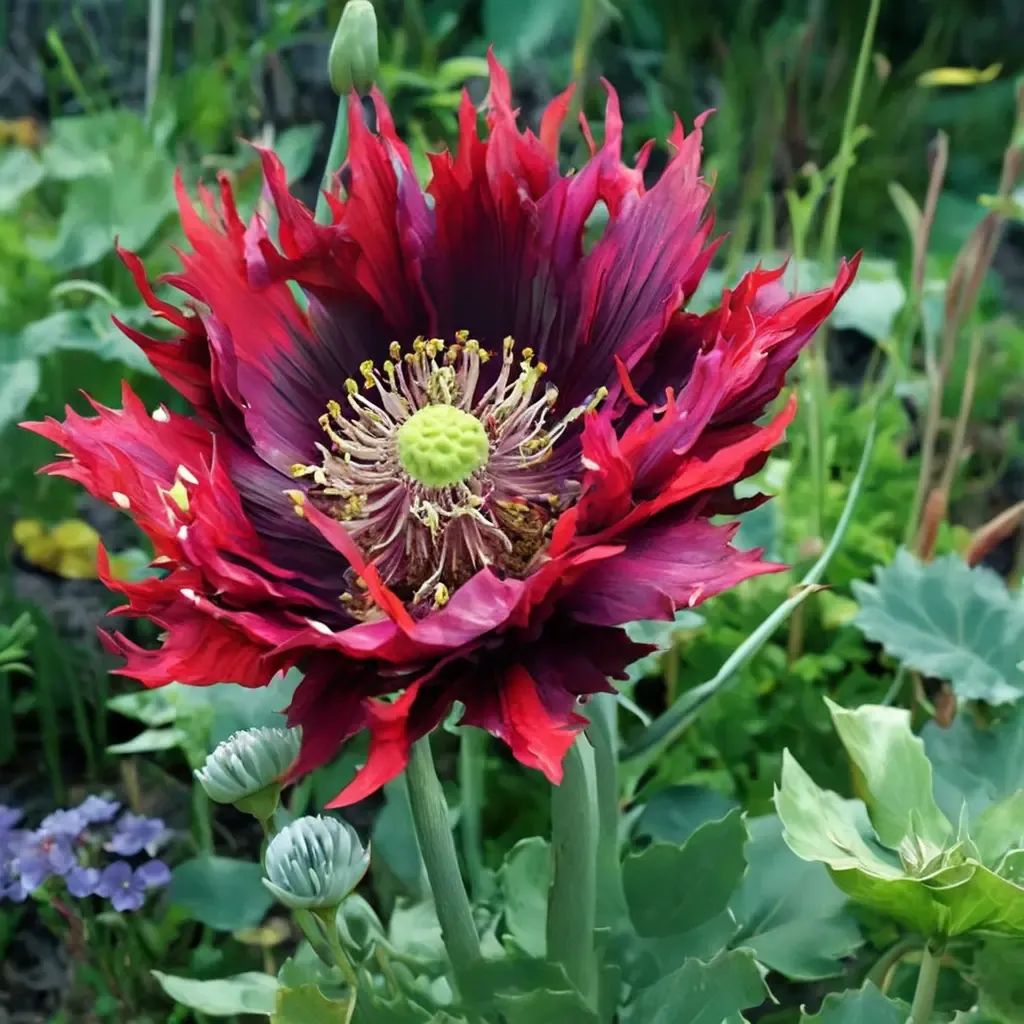 Papaver x hybrida 'Drama Queen'