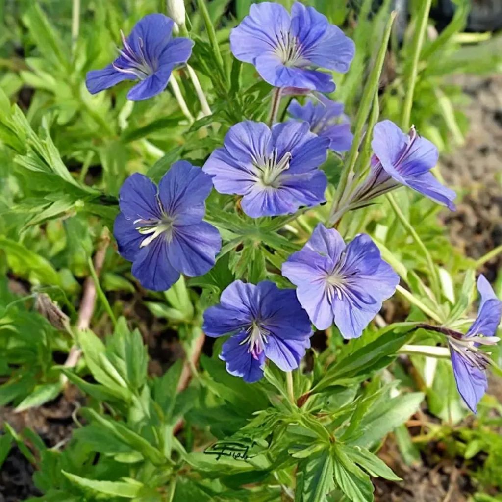 Geranium maculatum 'Orion'