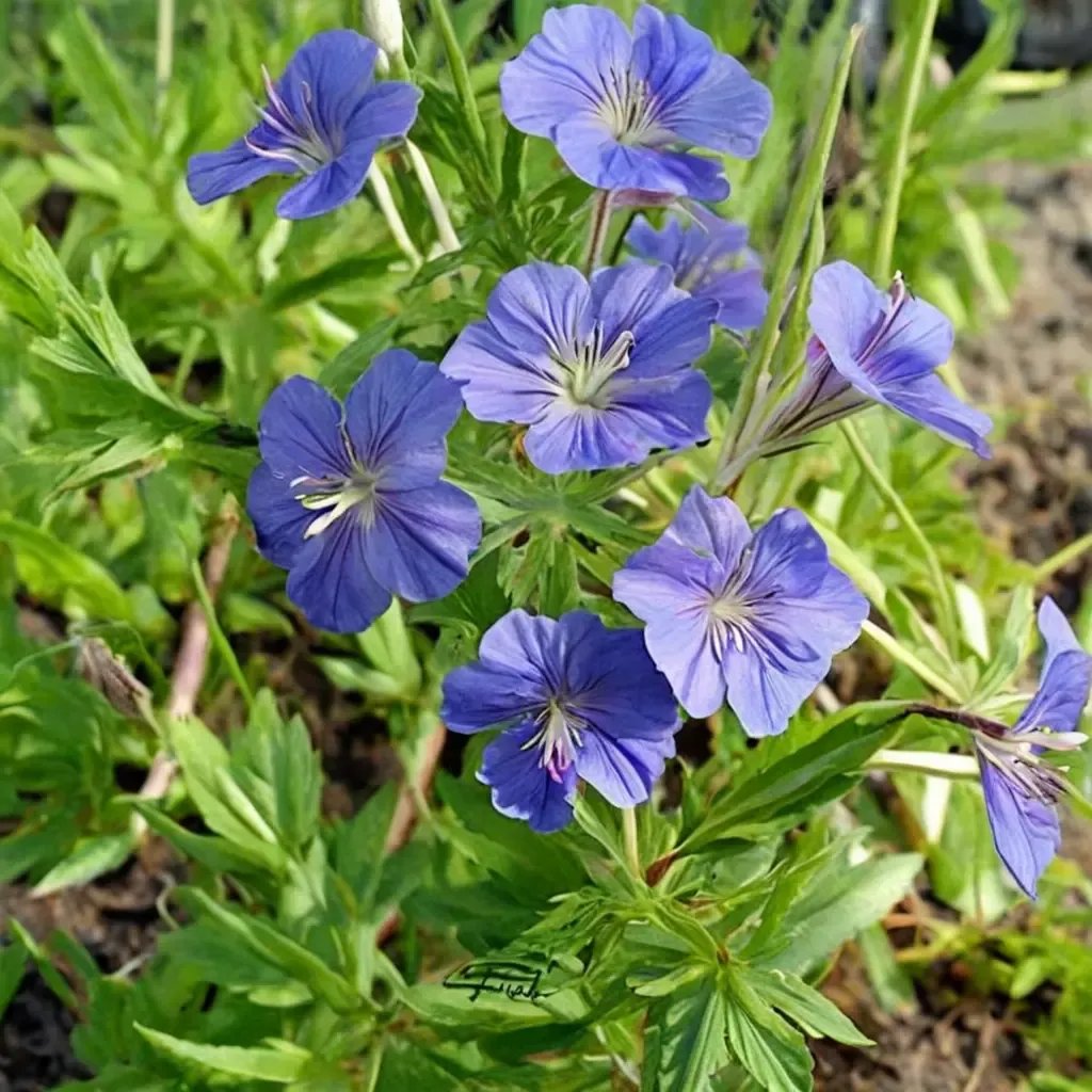 Geranium maculatum 'Orion'