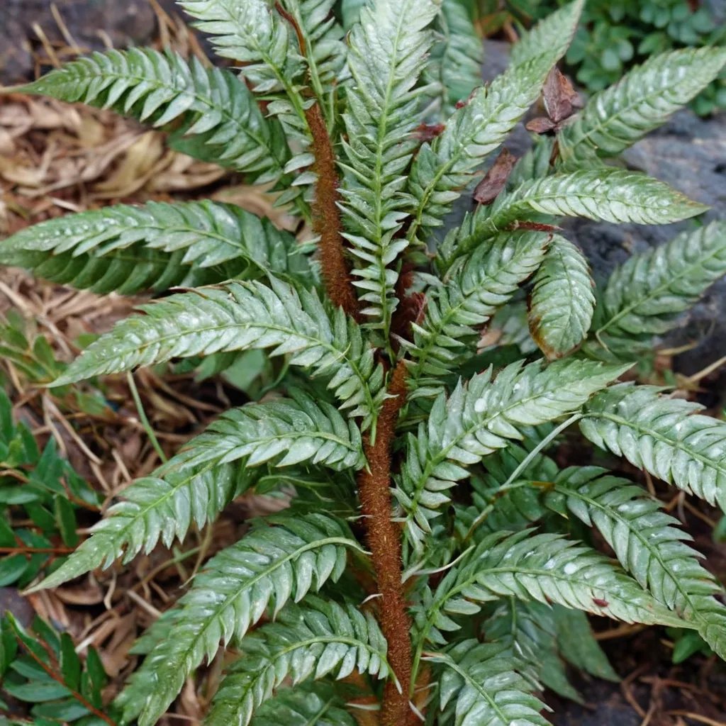 Polystichum neolobatum 'Yu Wa'