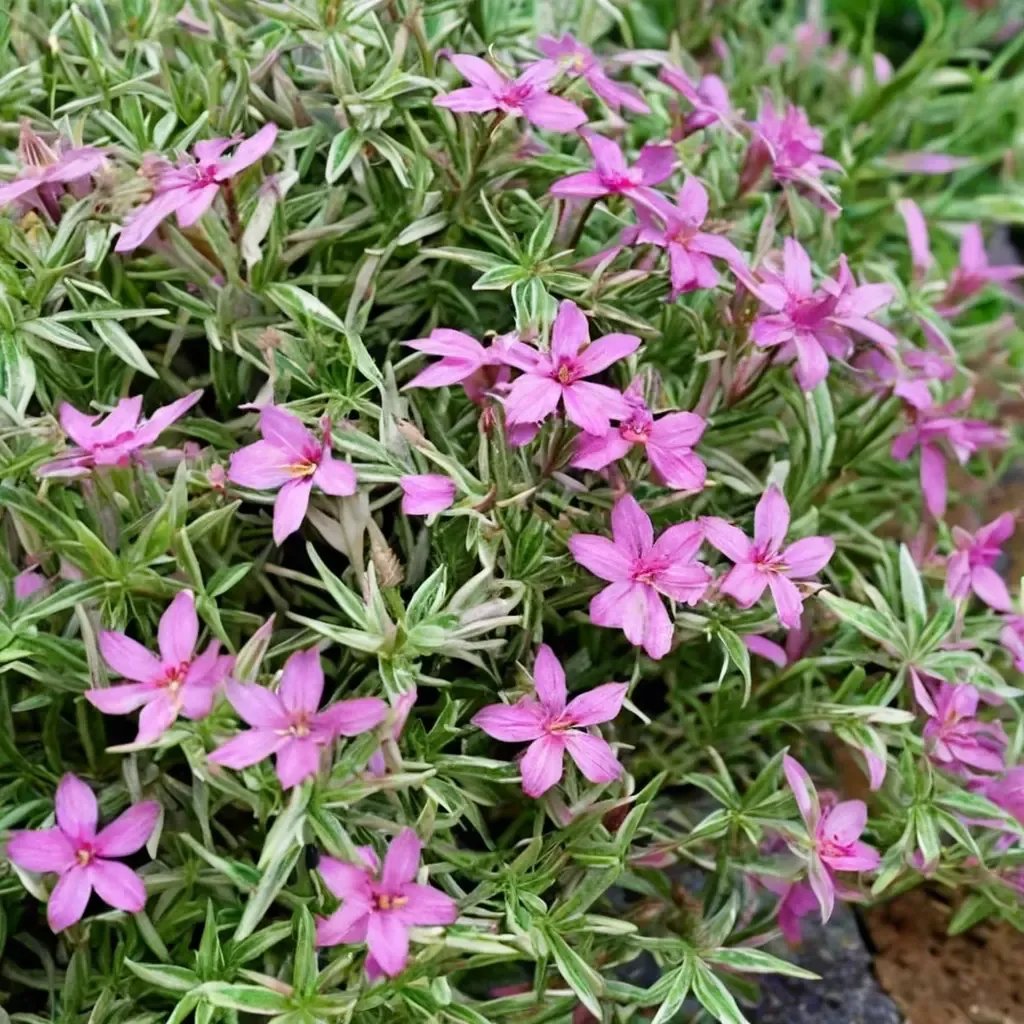 Phlox subulata 'Nettletons Variation'