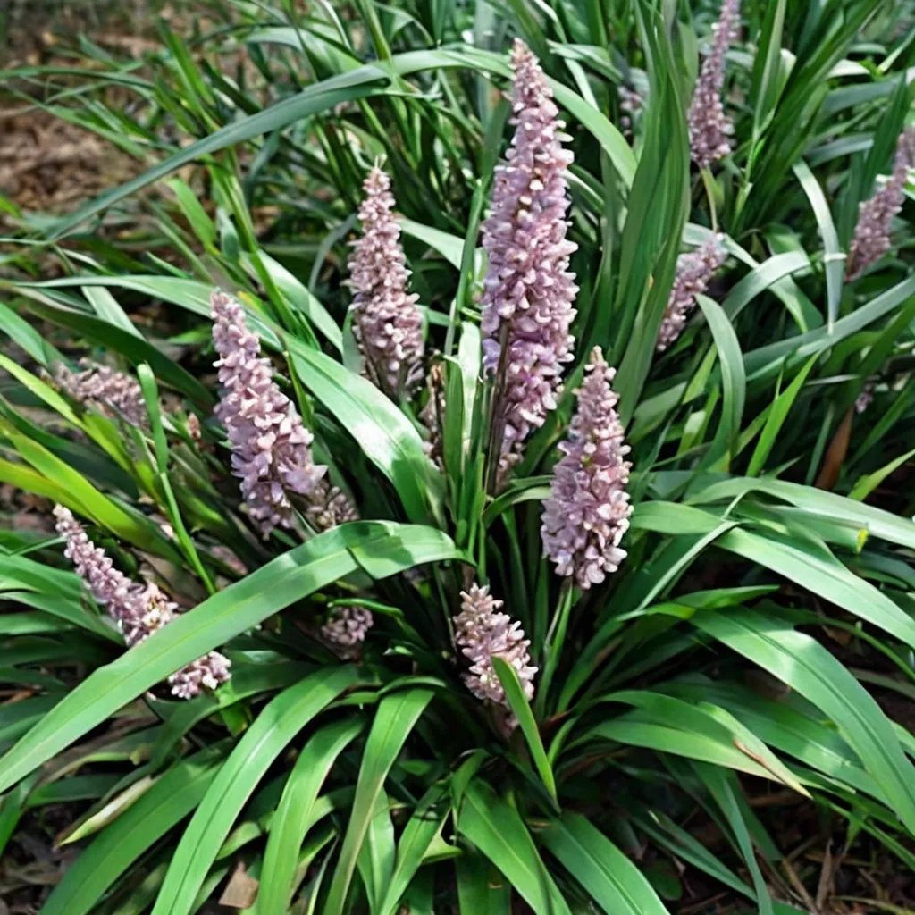 Liriope muscari 'Christmas Tree'